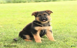 German Shepherd dogs for sale: Donovan - Image 1