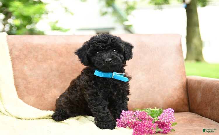 Cavapoo dogs for sale - Ad 2