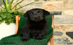 Labrador Retriever dogs for sale: Biscotti - Image 1