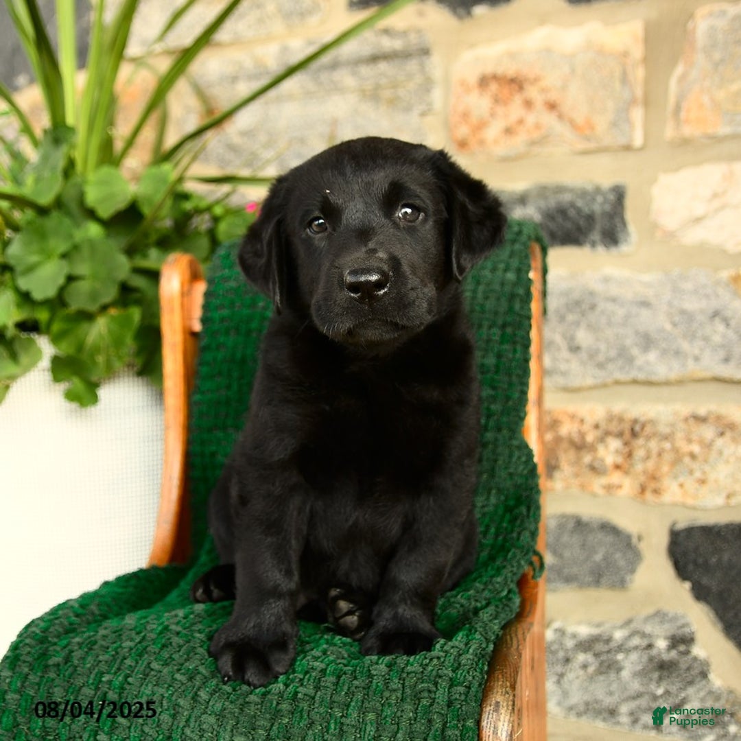 Labrador Retriever dogs for sale: Biscotti - Image 1