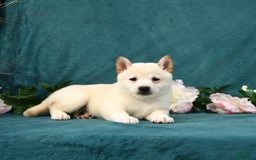 Shiba Inu dogs for sale: Emma - Image 2