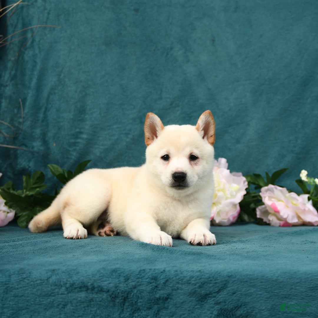 Shiba Inu dogs for sale: Emma - Image 2