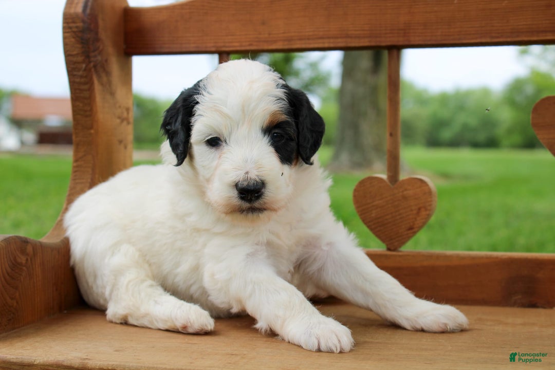 Mini Bernedoodle dogs for sale: Lennon - Image 12