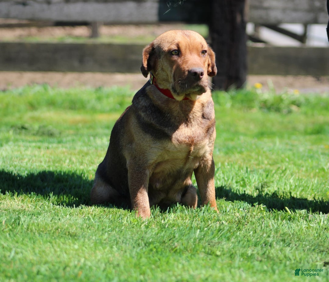 Beabull dogs for sale: Indie - Image 10