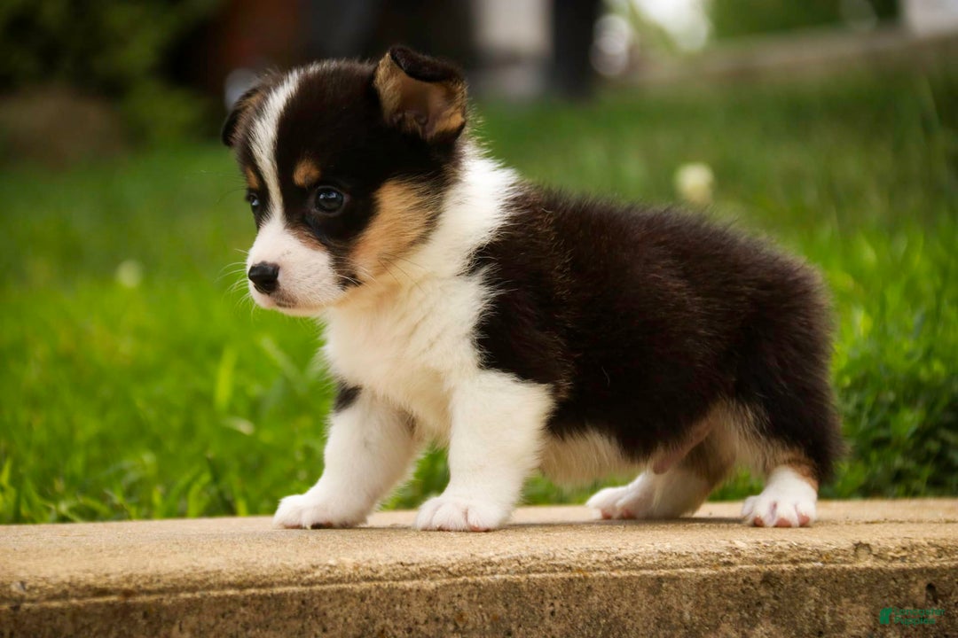 Welsh Corgi Pembroke dogs for sale: Mousse - Image 2