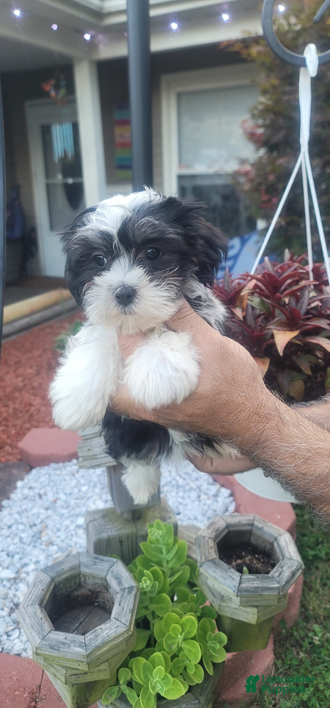 Malshi dogs for sale: Mary - Image 1