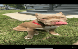 American Bully dogs for sale: Izzy - Image 1