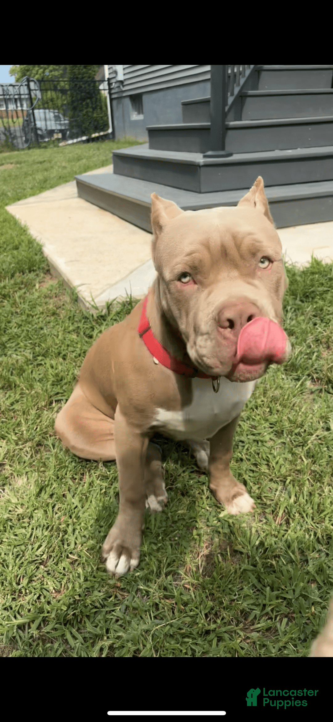 American Bully dogs for sale: Izzy - Image 1