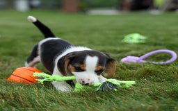 Beagle dogs for sale: Kobe - Image 12