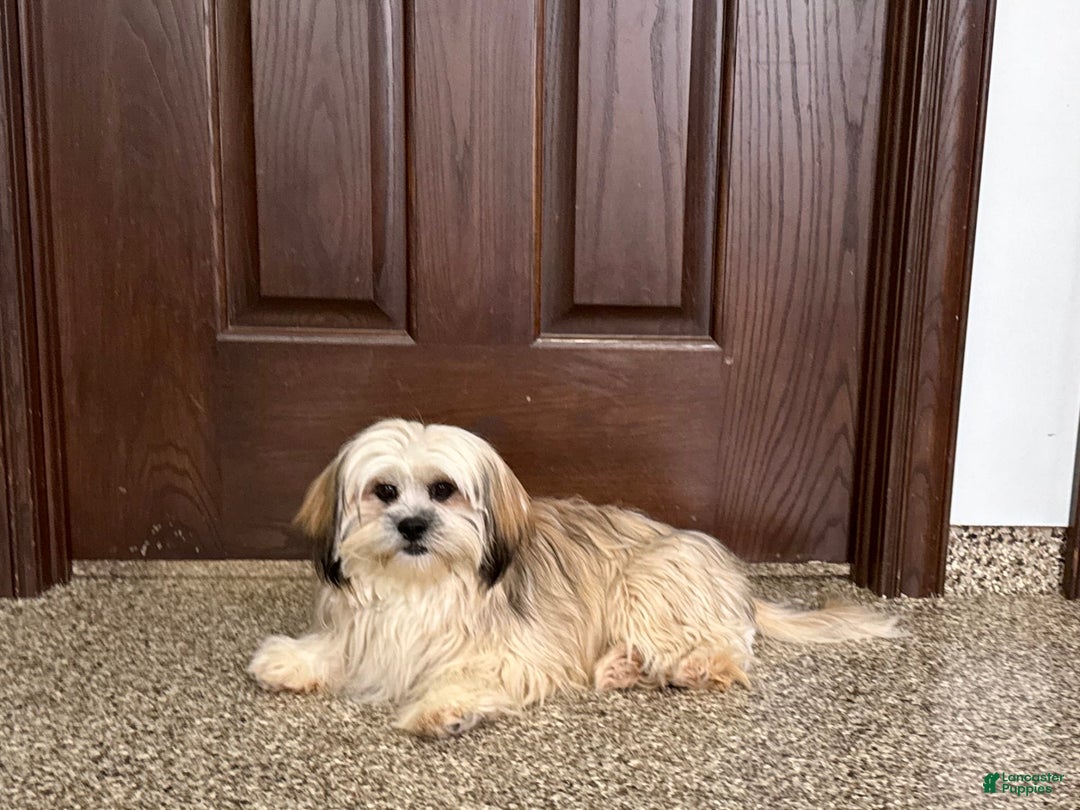 Lhasa Apso dogs for sale: Heather - Image 6