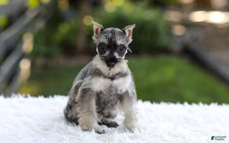 Miniature Schnauzer dogs for sale: Ace - Image 11