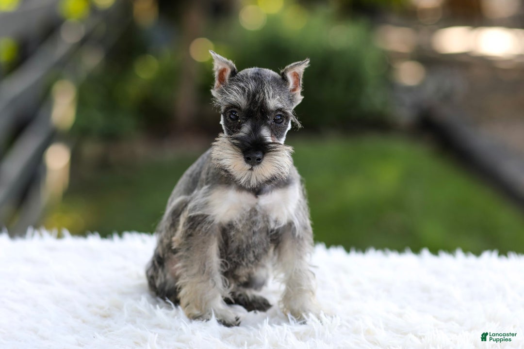 Miniature Schnauzer dogs for sale: Ace - Image 11