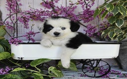 Miniature Australian Shepherd dogs for sale: Axel Toy - Image 18
