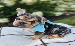 English Bulldog dogs for sale: Daisy - Image 1