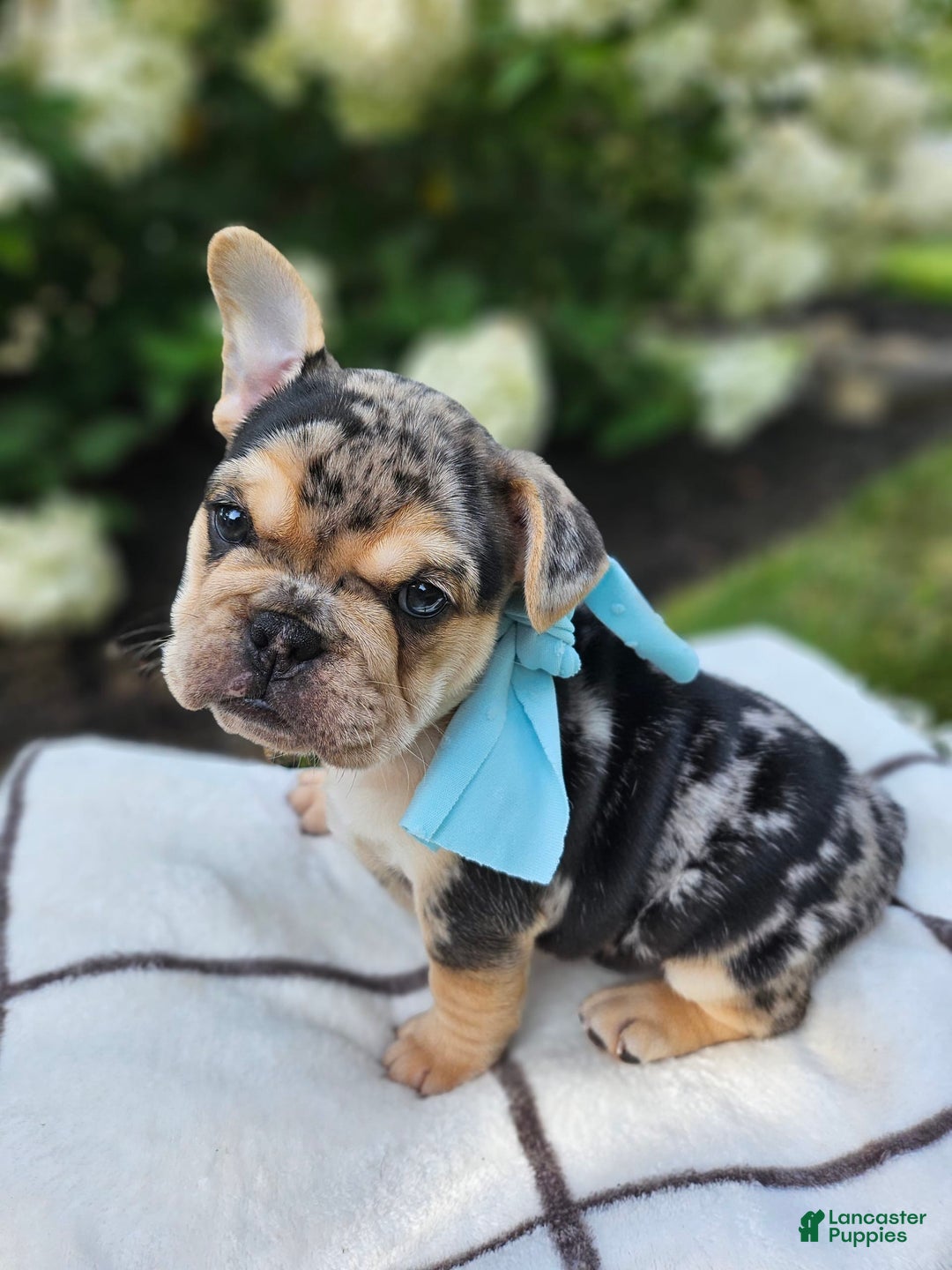 English Bulldog dogs for sale: Daisy - Image 1