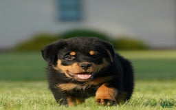 Rottweiler dogs for sale: Lilly - Image 5
