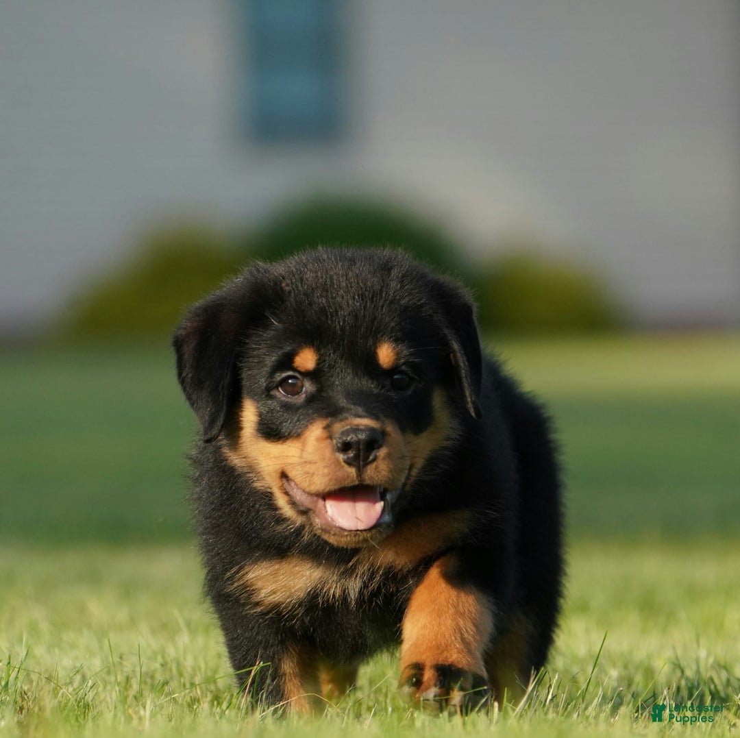 Rottweiler dogs for sale: Lilly - Image 5
