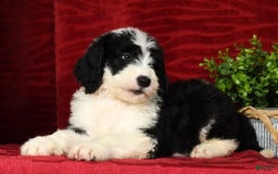 Sheepadoodle dogs for sale: Diesel - Image 6