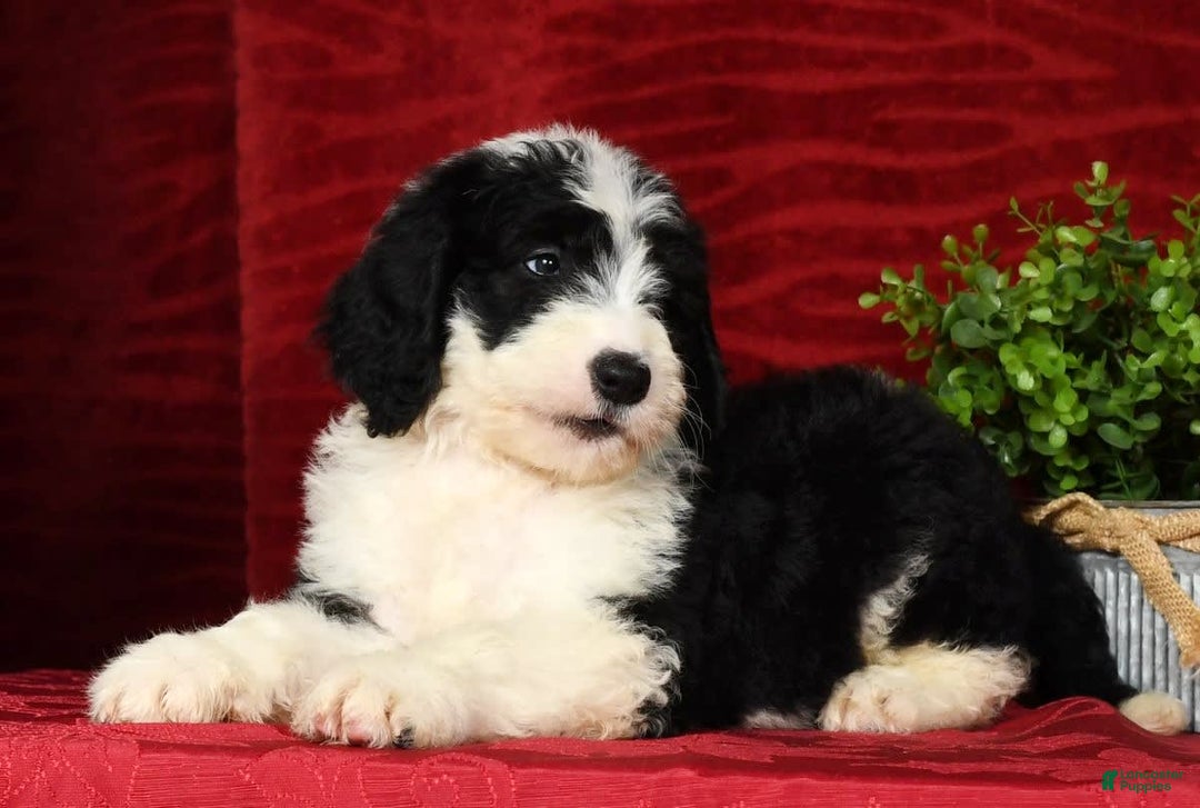 Sheepadoodle dogs for sale: Diesel - Image 6