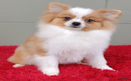 Pomeranian dogs for sale: Tinker - Image 3
