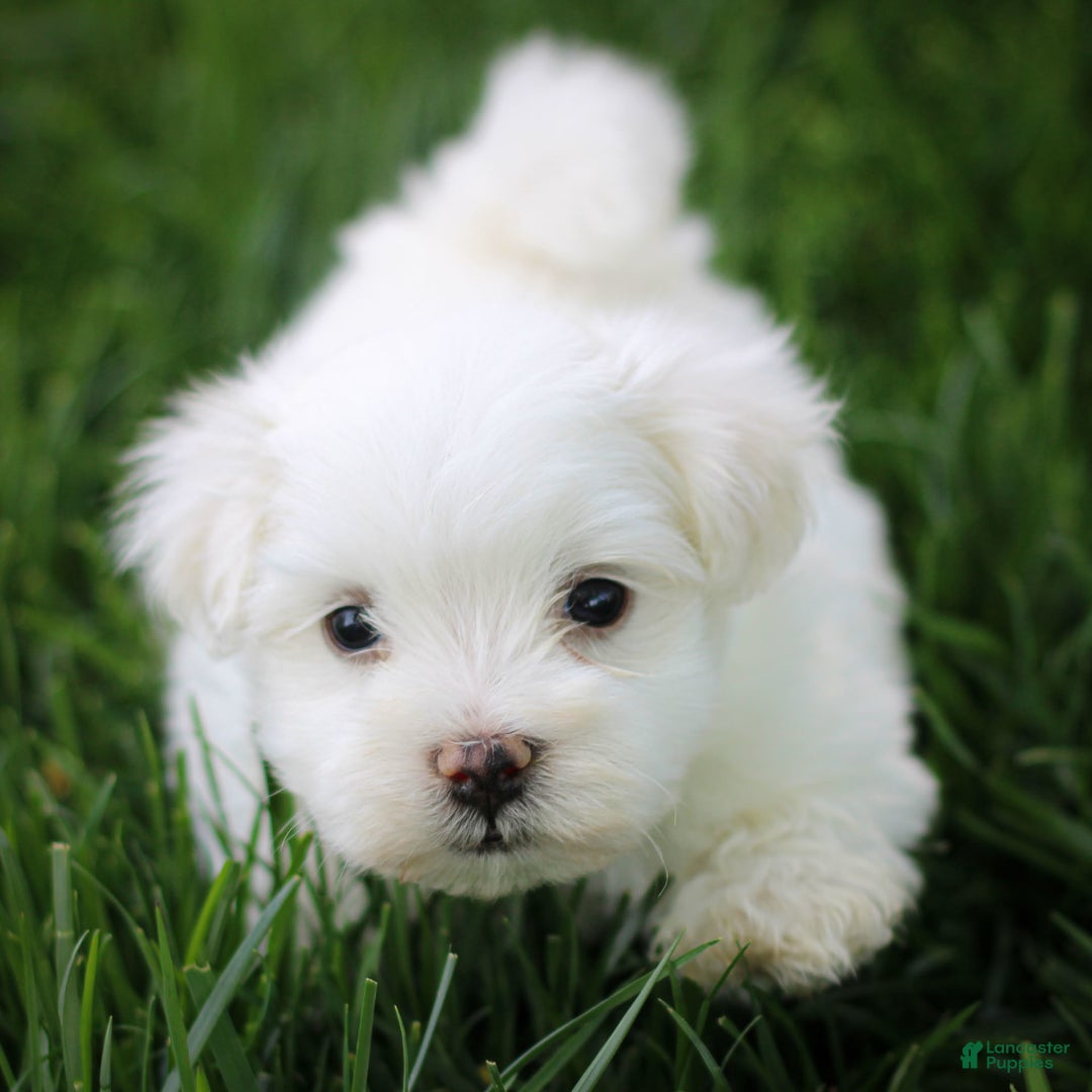 Maltese dogs for sale: Sterling - Image 13