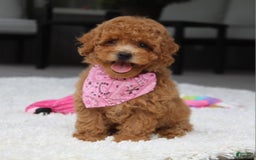 Miniature Poodle dogs for sale: Natasha - Image 7