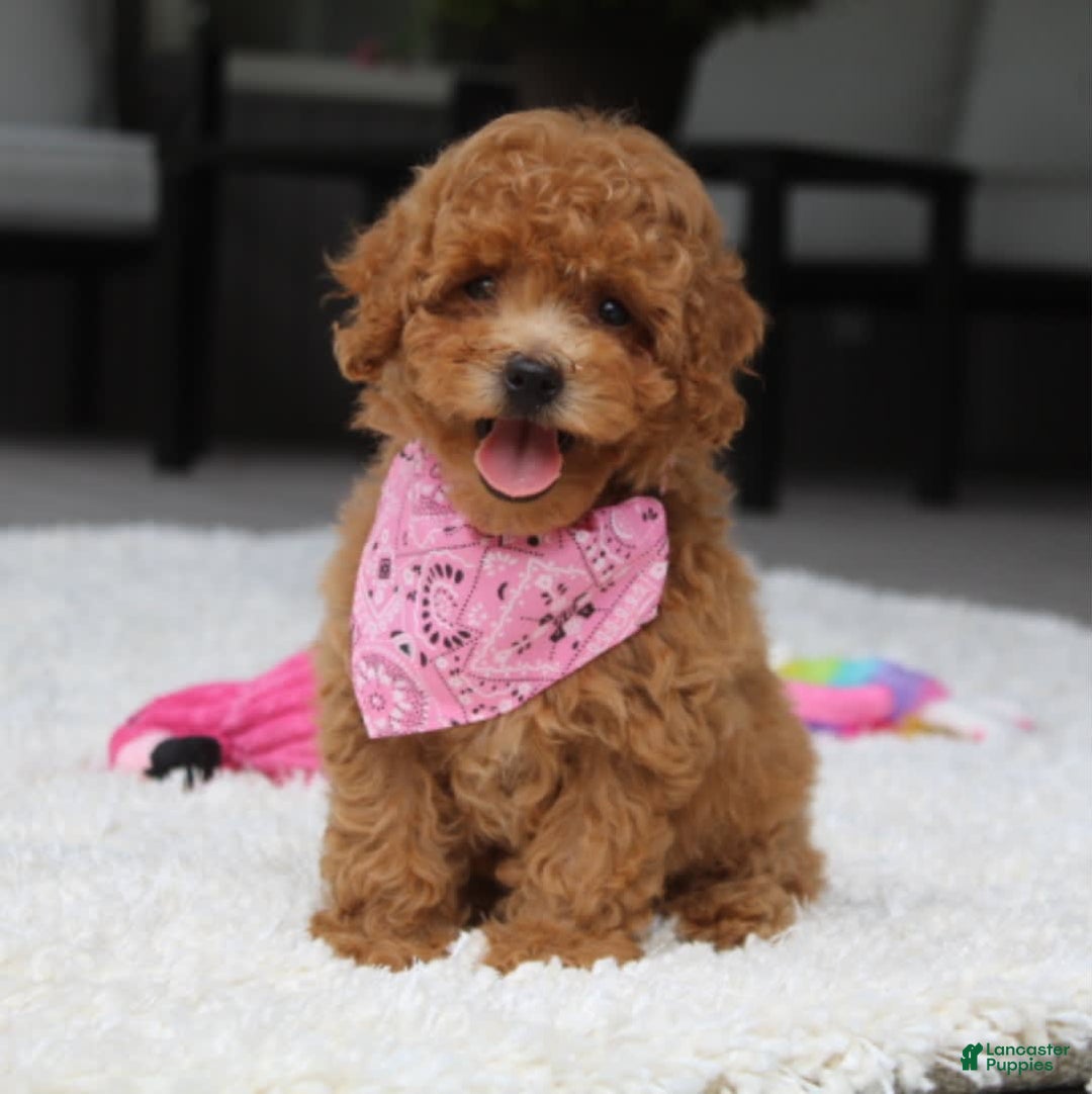 Miniature Poodle dogs for sale: Natasha - Image 7