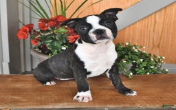 Boston Terrier dogs for sale: Lacey - Image 7