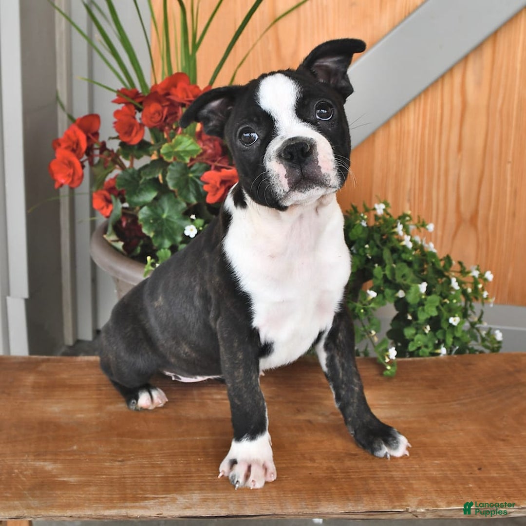 Boston Terrier dogs for sale: Lacey - Image 7
