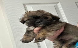Shih Tzu dogs for sale: Silly - Image 2