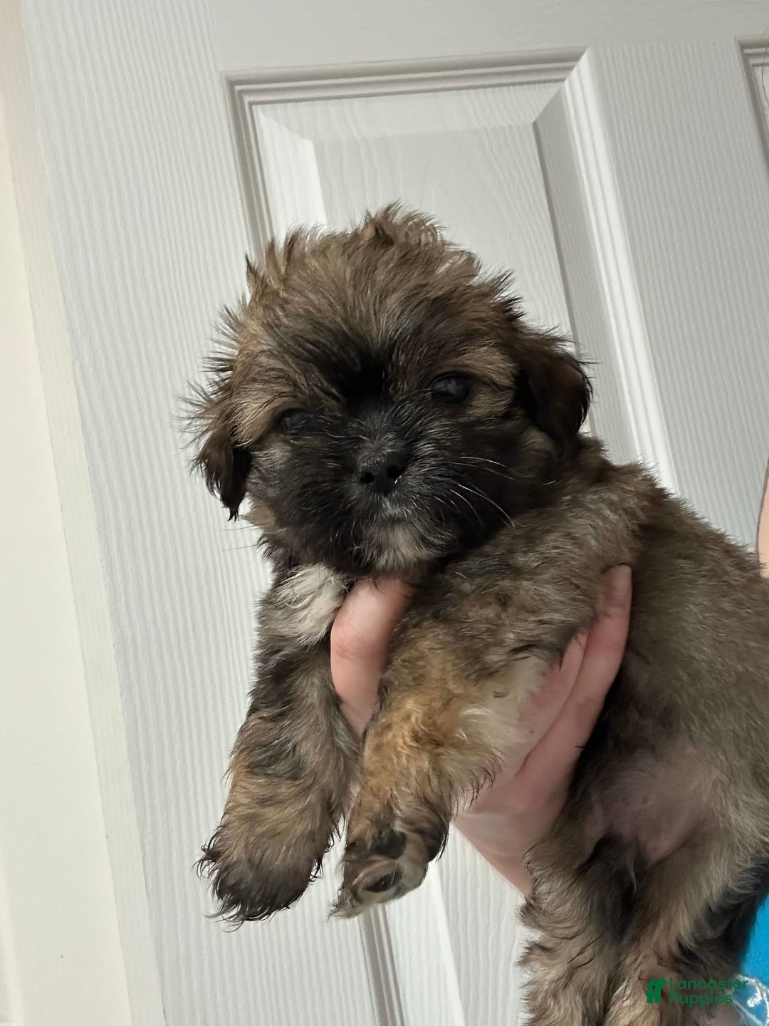 Shih Tzu dogs for sale: Silly - Image 2