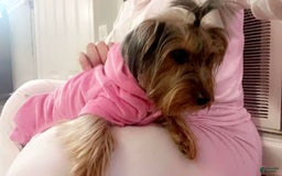 Yorkshire Terrier dogs for sale: Nova - Image 5