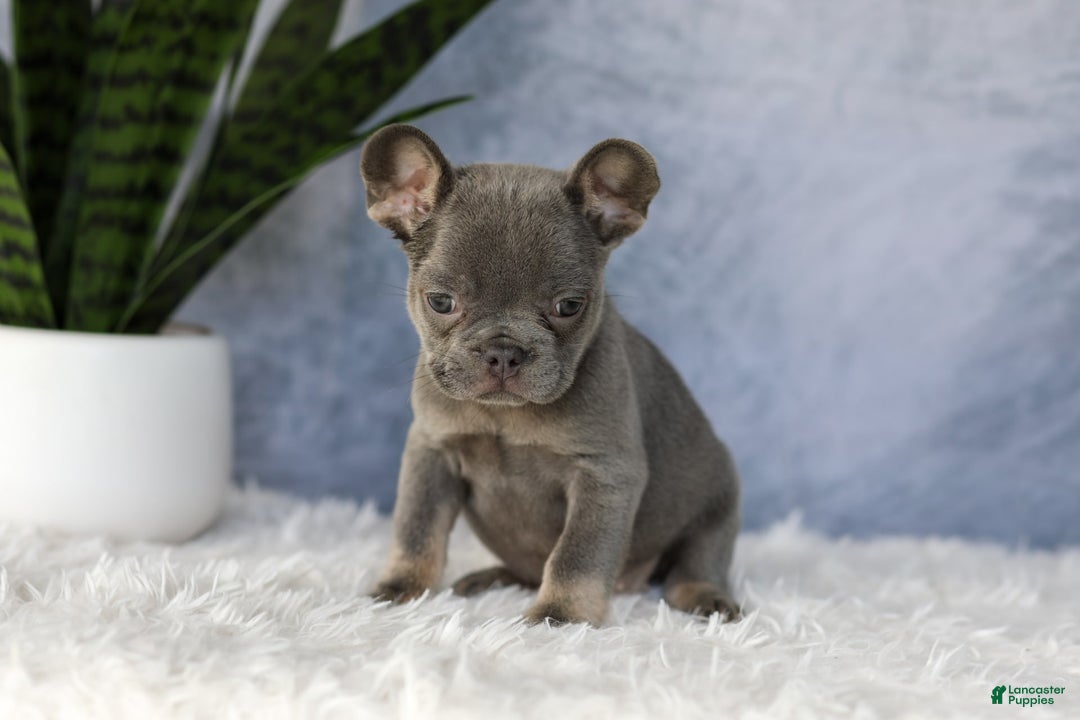 French Bulldog dogs for sale: Ember - Image 3