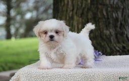 Shih Tzu dogs for sale: Casey - Image 1