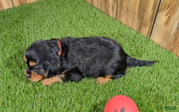 Cavalier King Charles Spaniel dogs for sale: Brin Girl 1 - Image 6