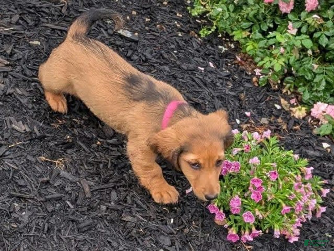 Dachshund dogs for sale: Lena - Image 26
