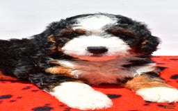 Mini Bernedoodle dogs for sale: River - Image 9