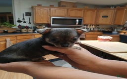 Chihuahua dogs for sale: Chihuahua 4 puppies - Image 18