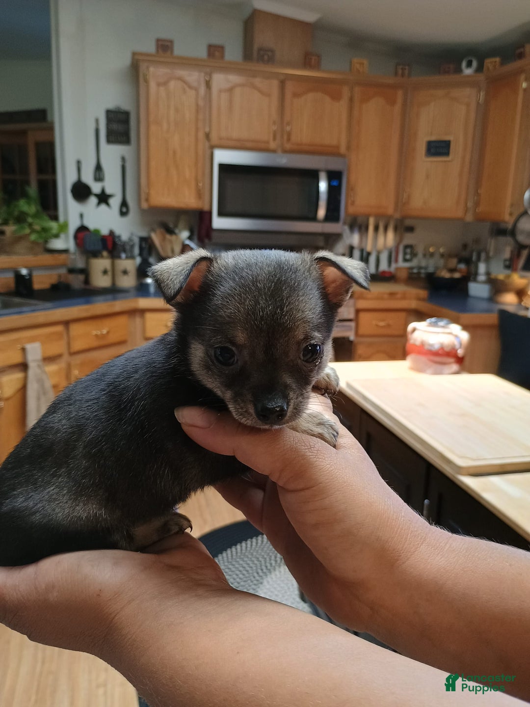 Chihuahua dogs for sale: Chihuahua 4 puppies - Image 18