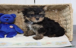Yorkshire Terrier dogs for sale: Brent - Extra Small - Image 4