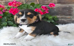 Beagle dogs for sale: Tina - Image 2