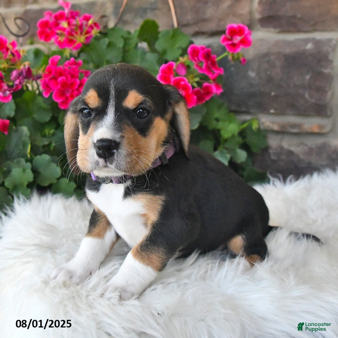 Beagle dogs for sale: Tina - Image 2