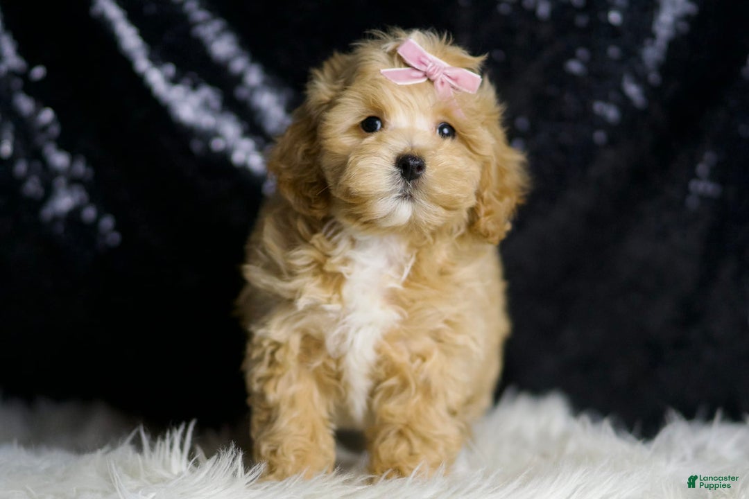 Maltipoo dogs for sale: Maltipoo 6 puppies - Image 2