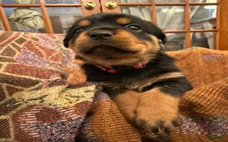 Rottweiler dogs for sale: Berry - Image 3