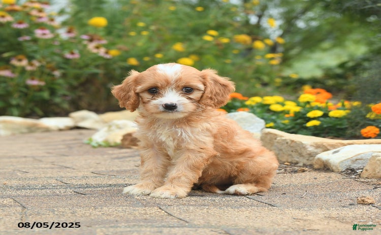 Cavapoo dogs for sale - Ad 2