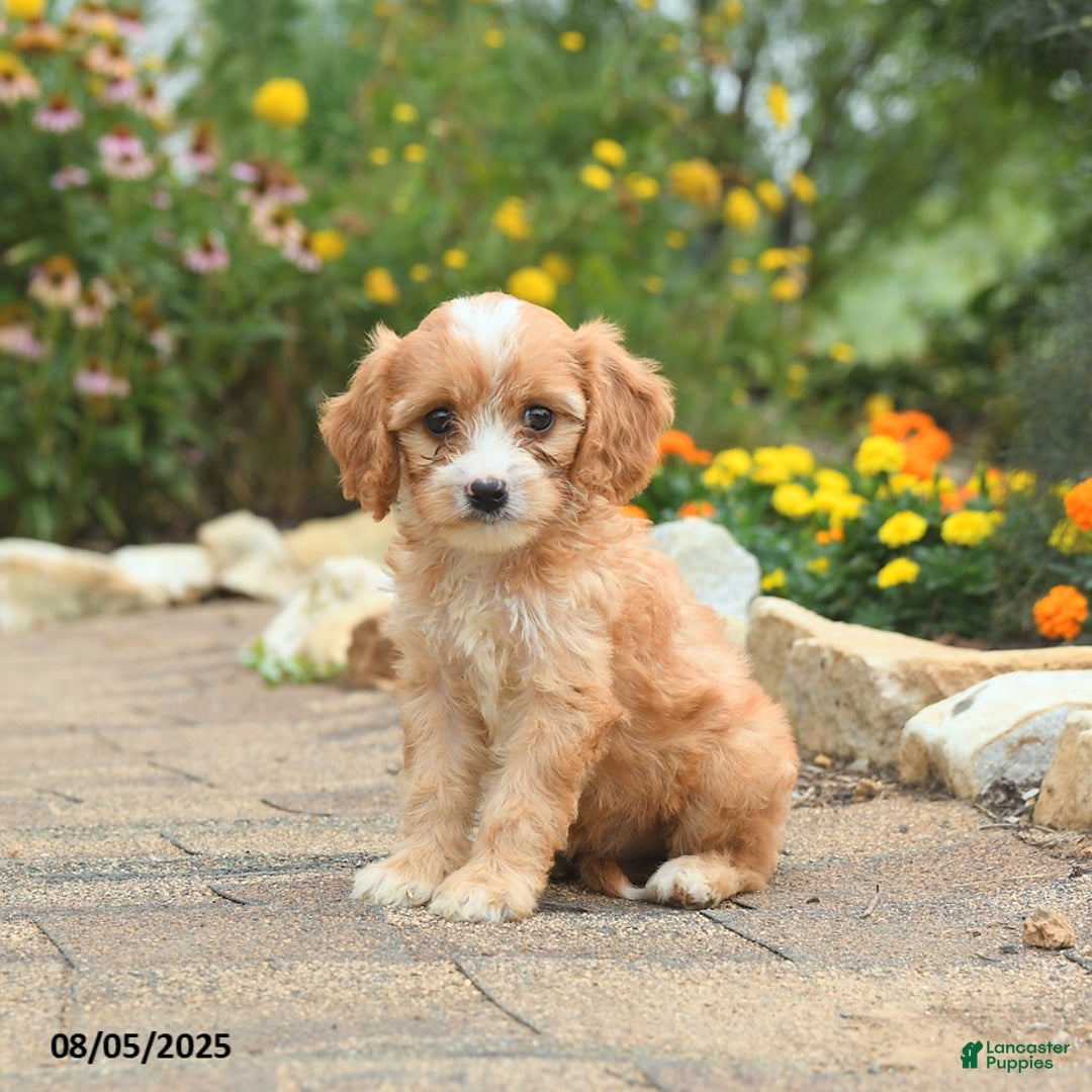 Cavapoo dogs for sale: Asia - Image 1