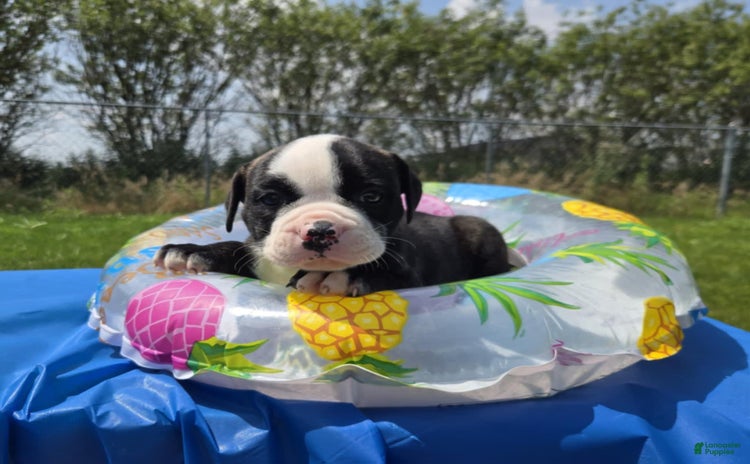 American Bulldog dogs - Advert 15