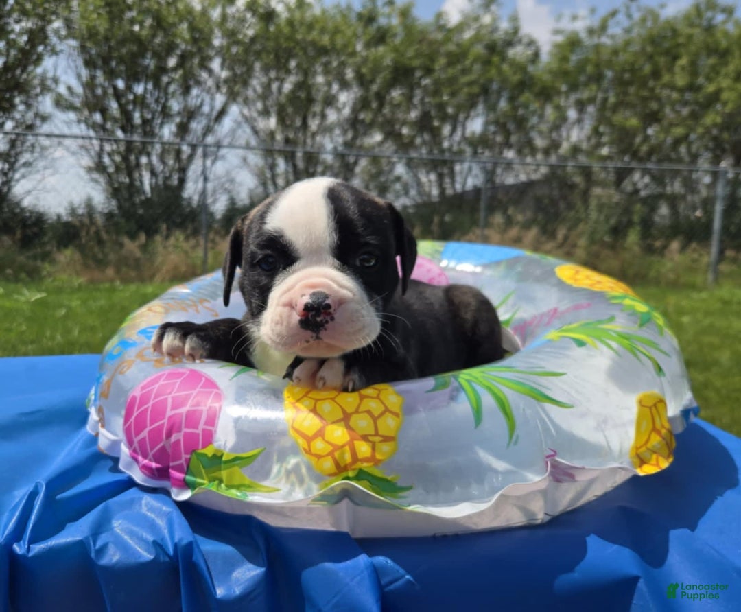 American Bulldog dogs for sale: Matilda - Image 10