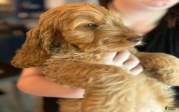 Goldendoodle dogs for sale: Bayar - Image 2