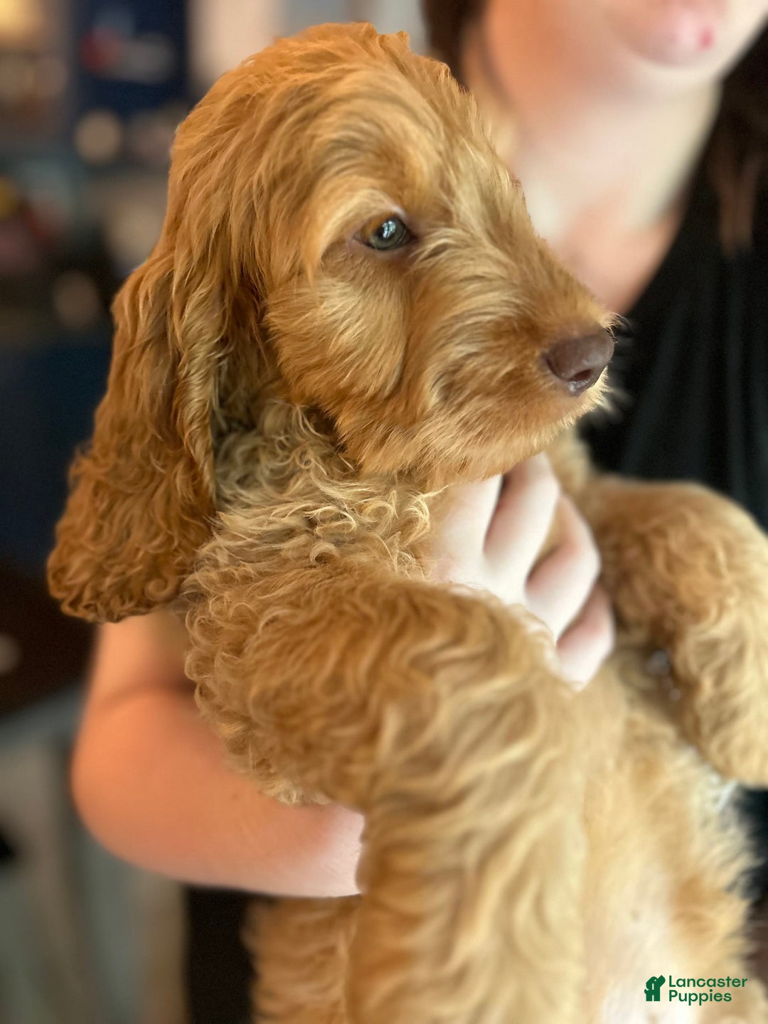 Goldendoodle dogs for sale: Bayar - Image 2